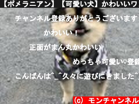 【ポメラニアン】【可愛い犬】かわいいワンコ　モフモフ犬　Pomeranian (dog)　【お散歩動画】柴犬カットのブラックタン  (c) モンチャンネル